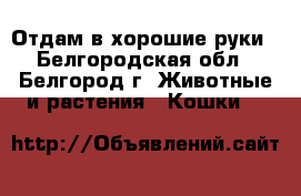 Отдам в хорошие руки - Белгородская обл., Белгород г. Животные и растения » Кошки   
